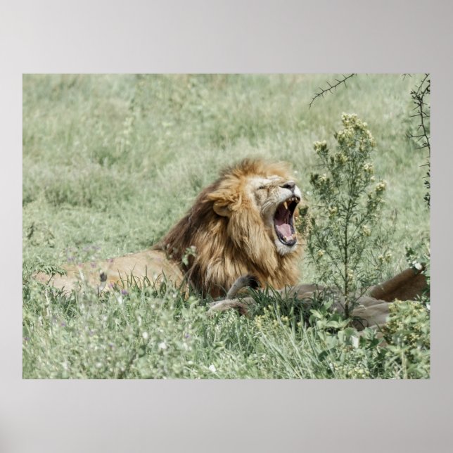 PÓSTER LEÓN SOBRE LA GRASA VERDE DURANTE EL DÍA (Frente)