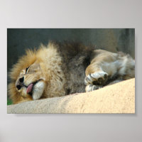 León somnoliento sacando la lengua 6X4" Poster