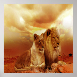 Póster León y leona 24" x 24", papel Poster de valor