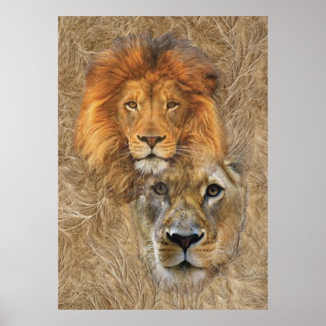 Póster León y leona de África (Frente)