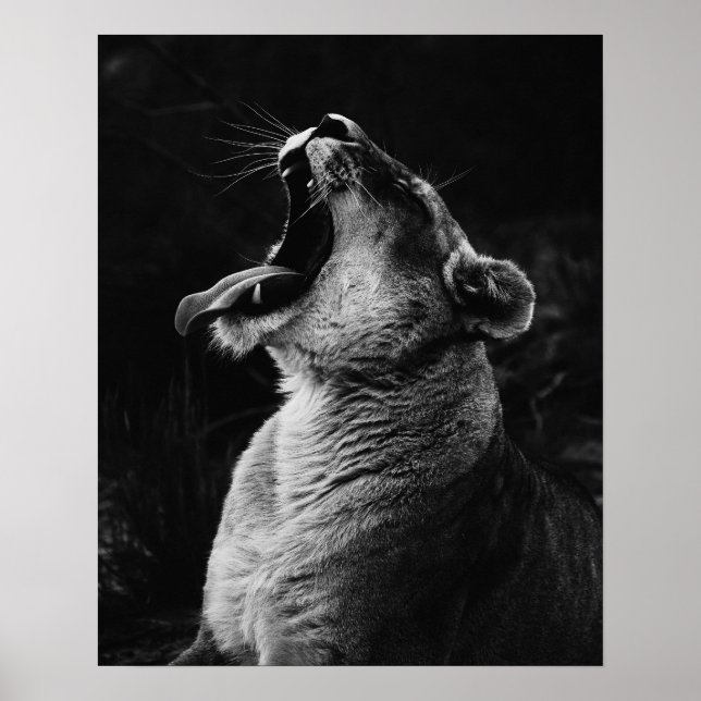 Póster Leona de Yawning - Blanco y negro (Frente)