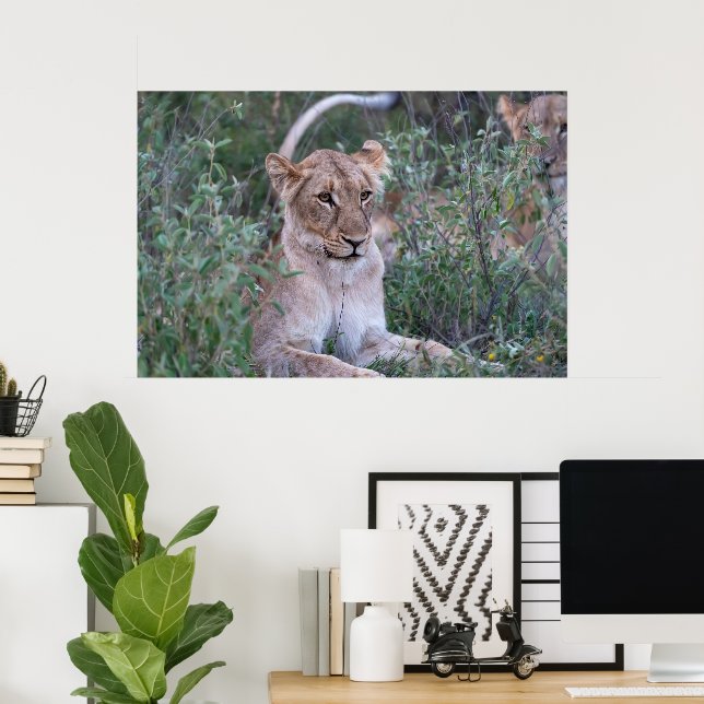 Póster Leona descansando en safari africano (Oficina en casa)