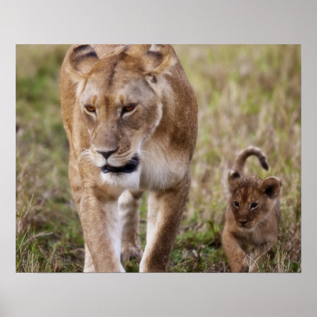 Póster Leona hembra con cachorro (Frente)