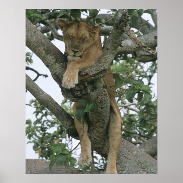 Póster Leona trepadora de árboles (Panthera leo), Reina (Frente)