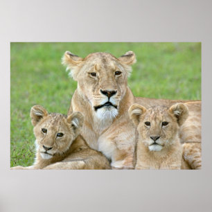 Póster Leona y dos cachorros, África Oriental, Tanzania,