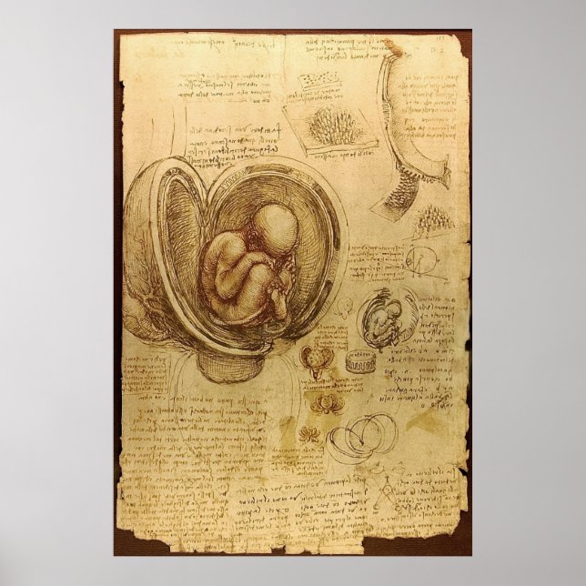 Póster Leonardo Da Vinci - Estudio de la anatomía (Frente)