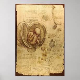 Póster Leonardo Da Vinci - Estudio de la anatomía