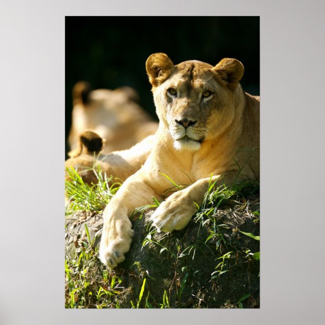 Póster Leones (Frente)