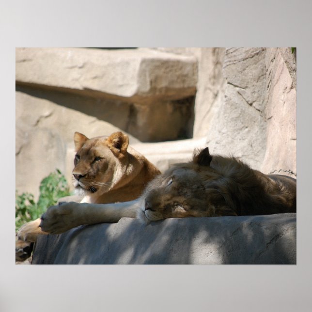 Póster Leones africanos (Frente)