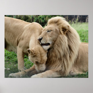 Póster Leones amorosos en Sudáfrica