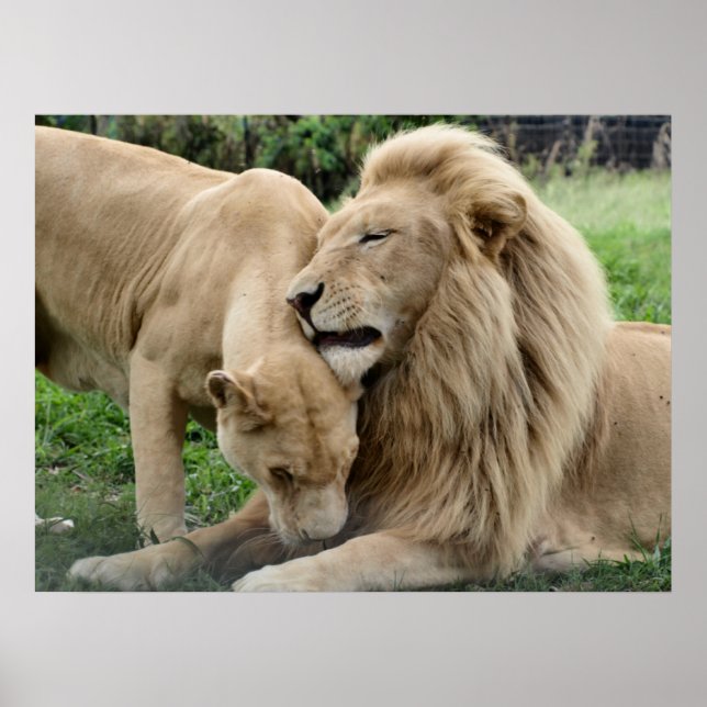 Póster Leones amorosos en Sudáfrica (Frente)