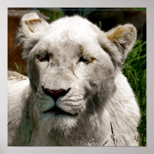 PÓSTER LEONES BLANCOS