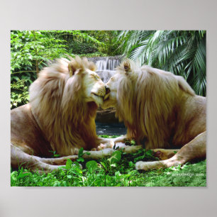 Póster Leones Cariñosos