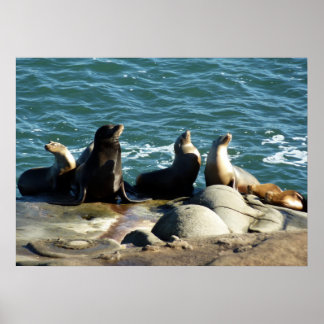 Póster Leones del mar de San Diego