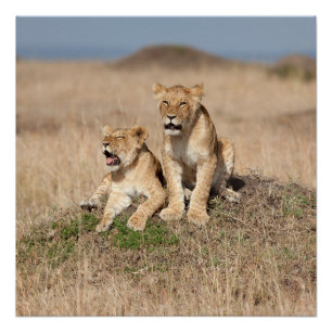 Póster Leones jóvenes