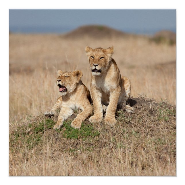 Póster Leones jóvenes (Anverso)