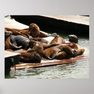 Póster Leones marinos al sol en San Francisco