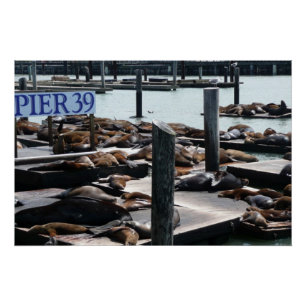 Póster Leones Marinos del Muelle 39