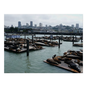Póster Leones marinos del Pier 39 y horizonte urbano de S
