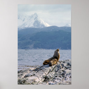 Póster Leones marinos en el canal de la remolacha - Argen