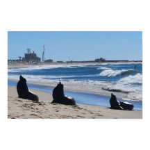 Leones marinos en la playa