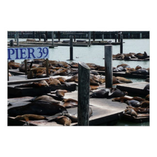 Póster Leones marinos Pier 39