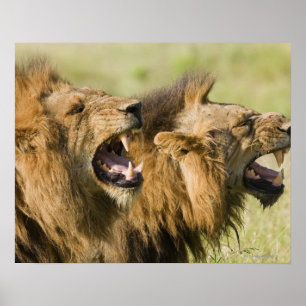 Póster Leones masculinos que rugen, mayor nacional de