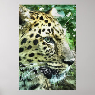 PÓSTER LEOPARD