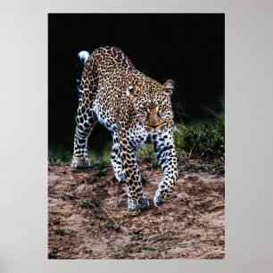 PÓSTER LEOPARD CAMINANDO EN SALVAJE