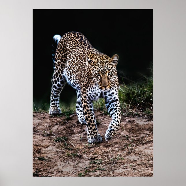 PÓSTER LEOPARD CAMINANDO EN SALVAJE (Frente)