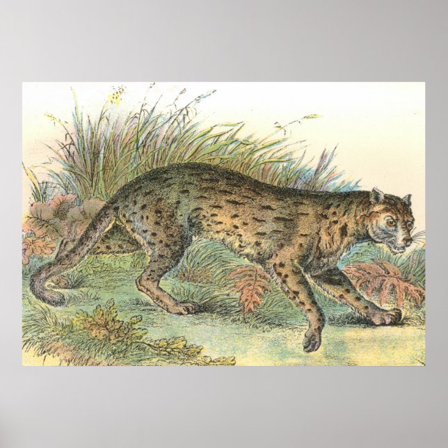 Póster Leopard-Cat (variedades de Javan) Felis javanensis (Frente)