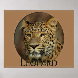 Póster Leopard Lovers Art