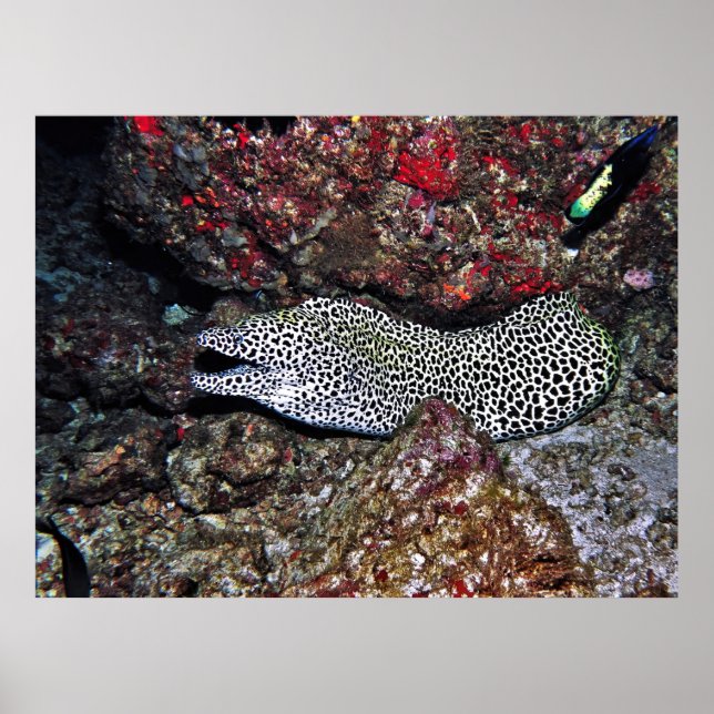 Póster Leopard Moray (Frente)