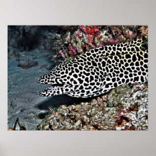 Póster Leopard Moray Eel