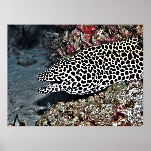Póster Leopard Moray Eel (Frente)
