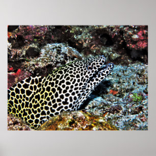 Póster Leopard Moray VII