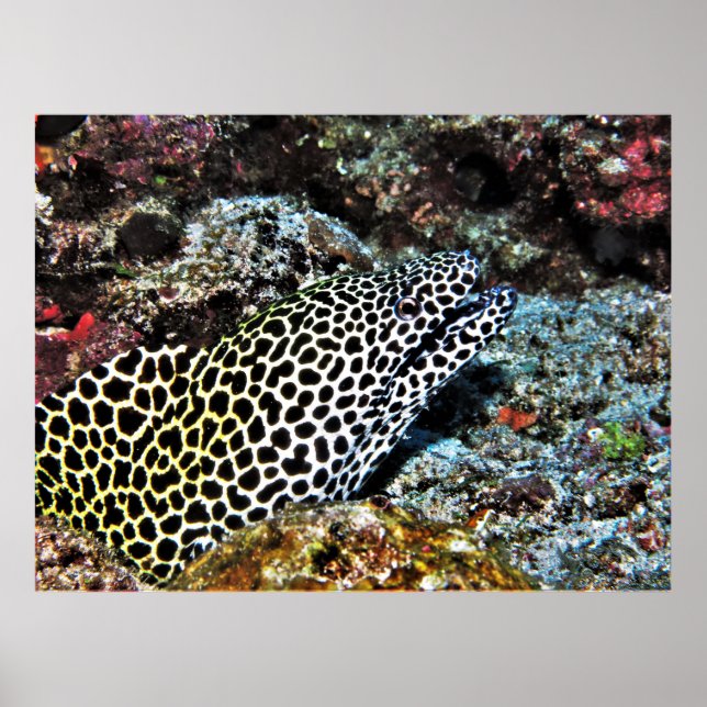 Póster Leopard Moray VII (Frente)
