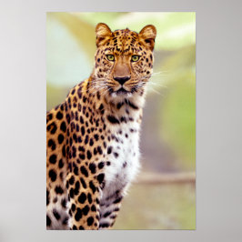 Póster Leopard Photograph