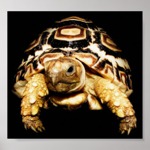 Póster Leopard Tortoise