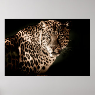 Póster Leopardo