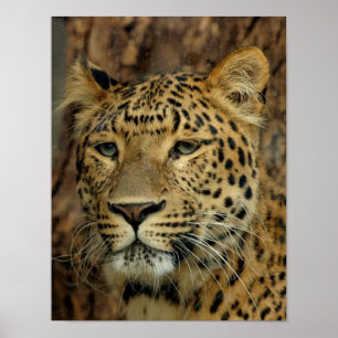 Póster Leopardo