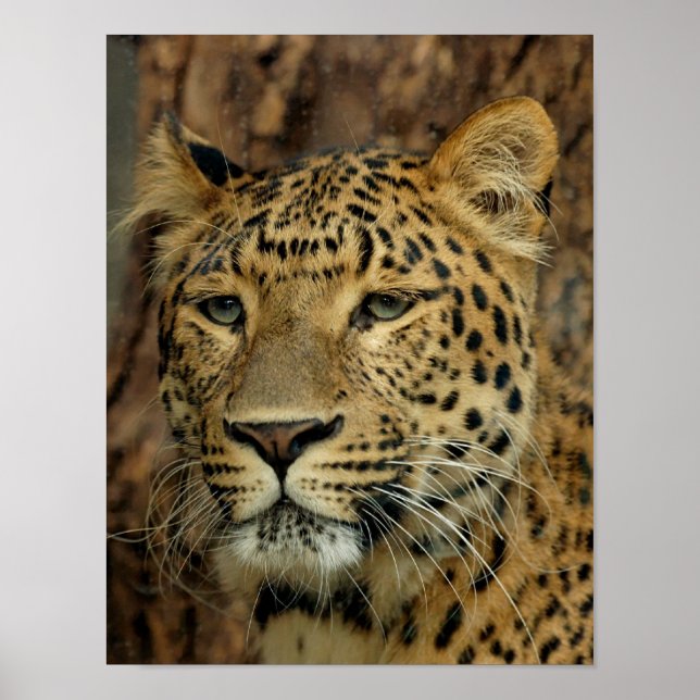 Póster Leopardo (Frente)