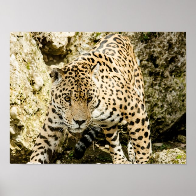 Póster Leopardo (Frente)