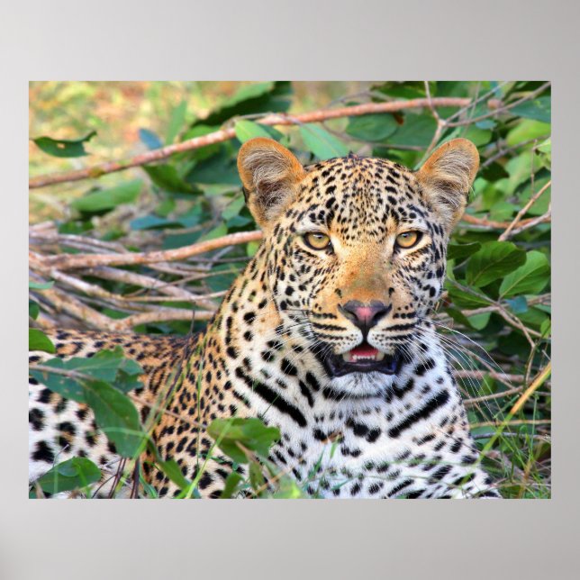 Póster Leopardo 6 (Frente)