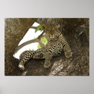 Póster Leopardo africano, Panthera pardus