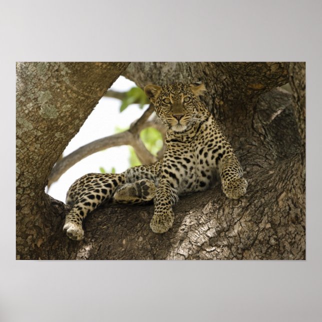 Póster Leopardo africano, Panthera pardus (Frente)