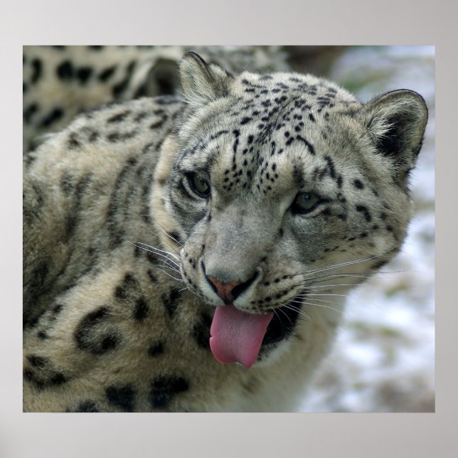 Póster Leopardo de la nieve (Frente)
