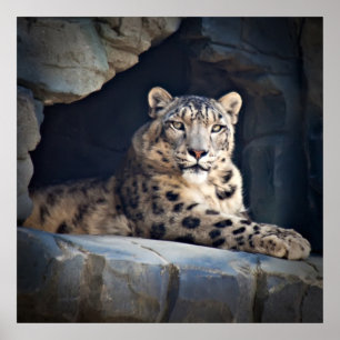 Póster Leopardo de la nieve
