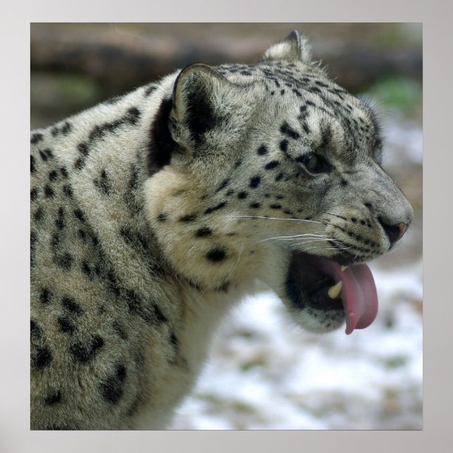 Póster Leopardo de la nieve (Frente)