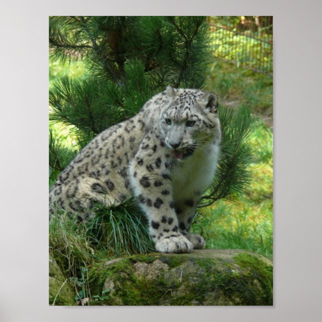 Póster Leopardo de la nieve (Frente)